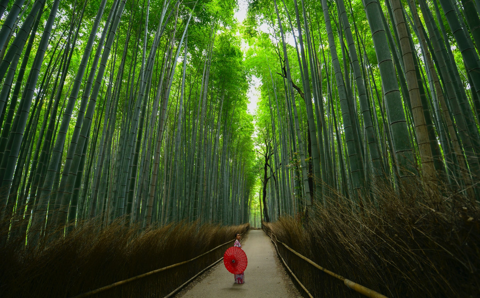 Padurea de bambus