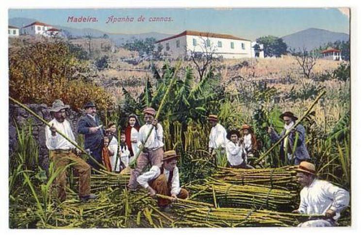 Sugar Cane Madeira34