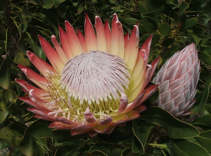 Protea cynaroides flowerhead bud